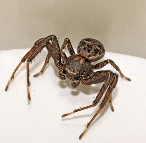 Xysticus sp.